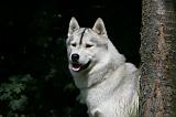 SIBERIAN HUSKY 983